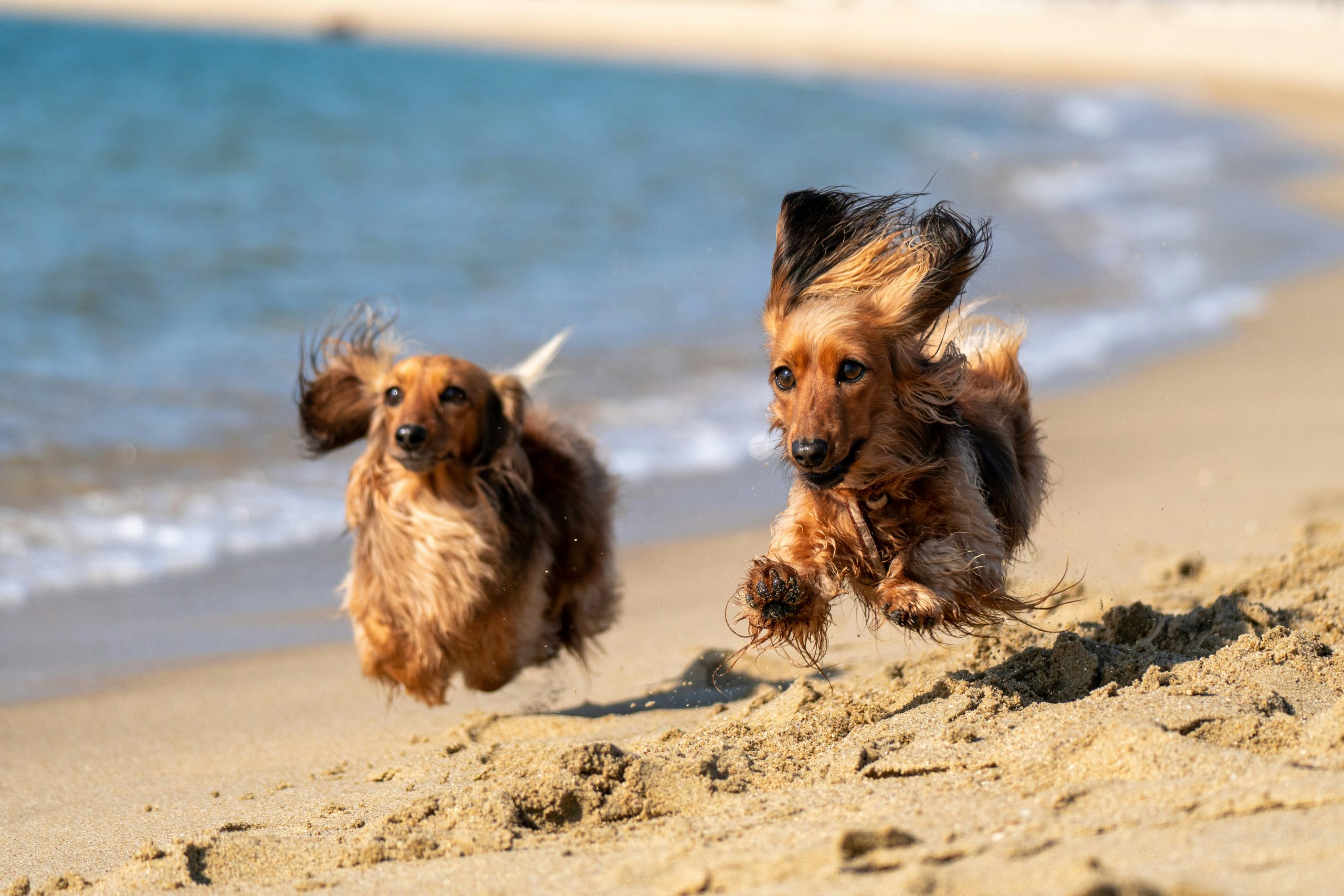 5 Dog Friendly Beaches in Malta and Gozo